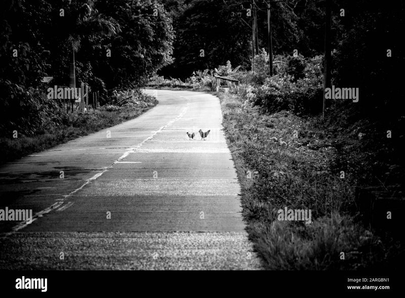 Spain - chicken road oficial