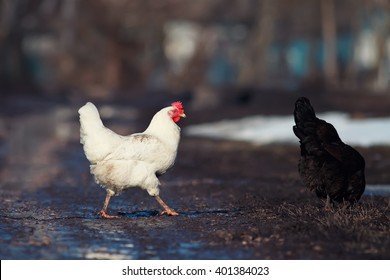 Guide to chicken road gokspel