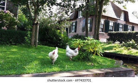 Avontuur op de Chicken Road: Spelletje, Casino en Demo in Nederland in Netherlands